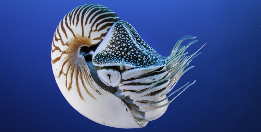 Nautilus