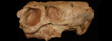 Gorgonopsian Skull