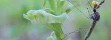 An Aedes mosquito with pollen sacs on its eyes feeding from Platanthera flowers