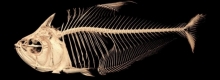Roeboides