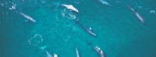 Clues Point to Climate Change as a Culprit in Gray Whale Deaths