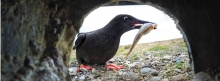 Black Guillemots